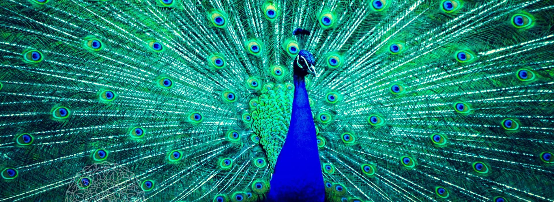 Gene Keys resources for contemplation, self-discovery and personal growth