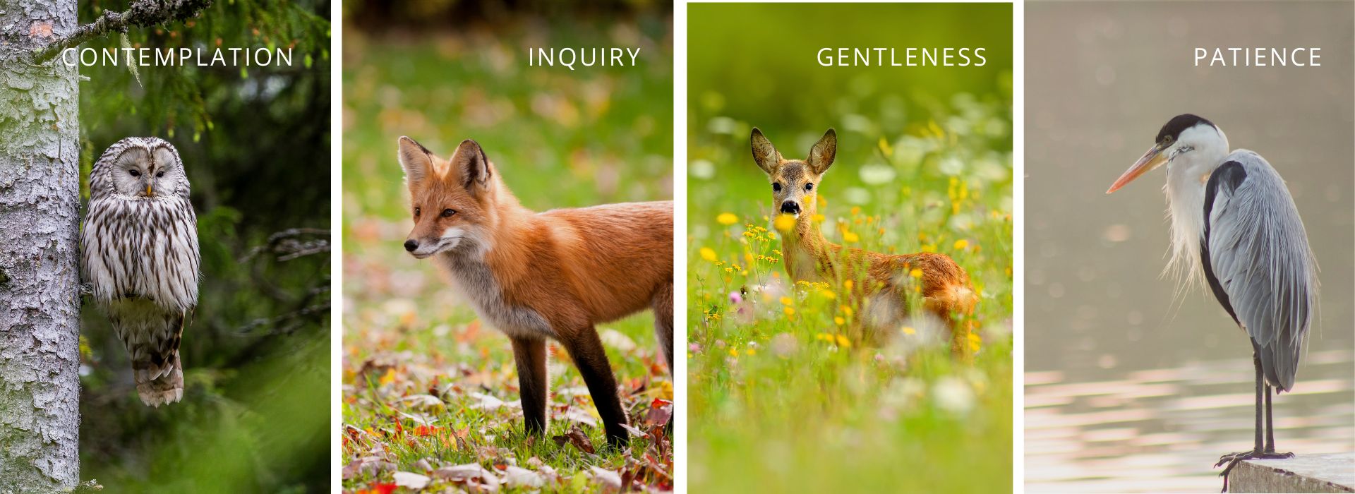 Gene Keys approach of contemplation, patience, gentleness and self-inquiry