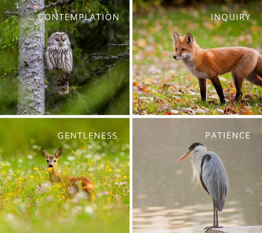 Gene Keys approach of contemplation, patience, gentleness and self-inquiry
